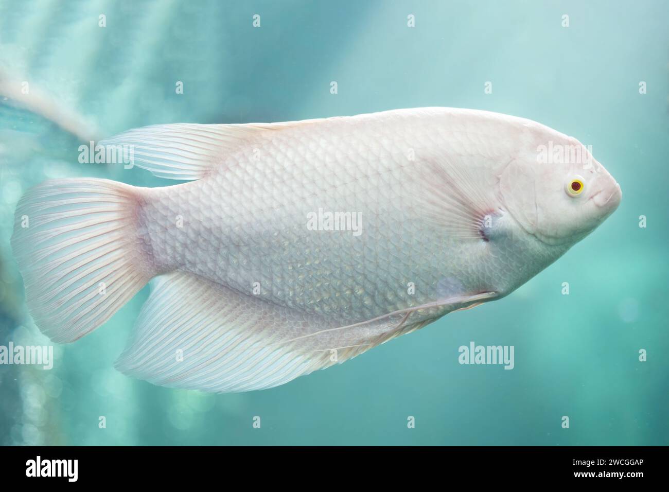 Close-up of Albino Giant Gourami floating under the water. Side view of