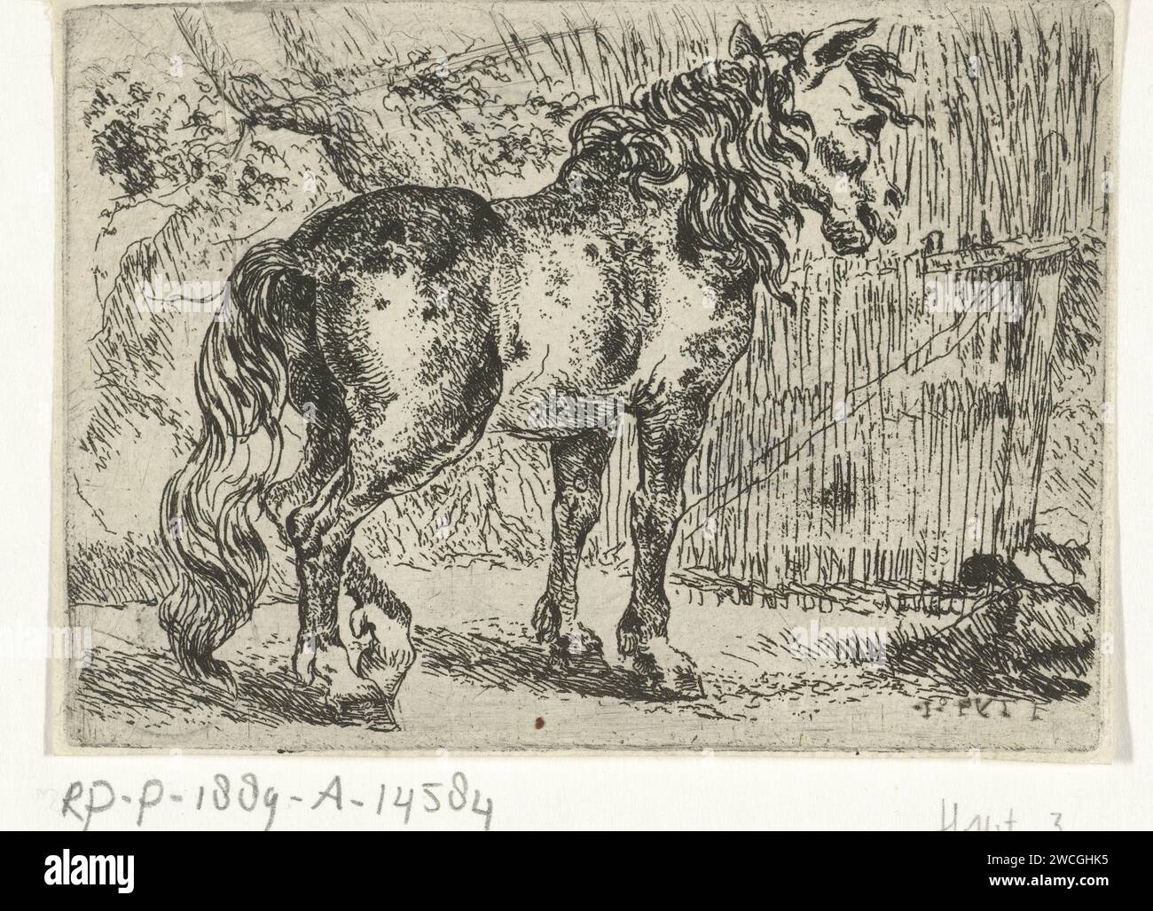 Horse, Joannes Fijt, c. 1621 - 1661 print unknown paper etching horse ...