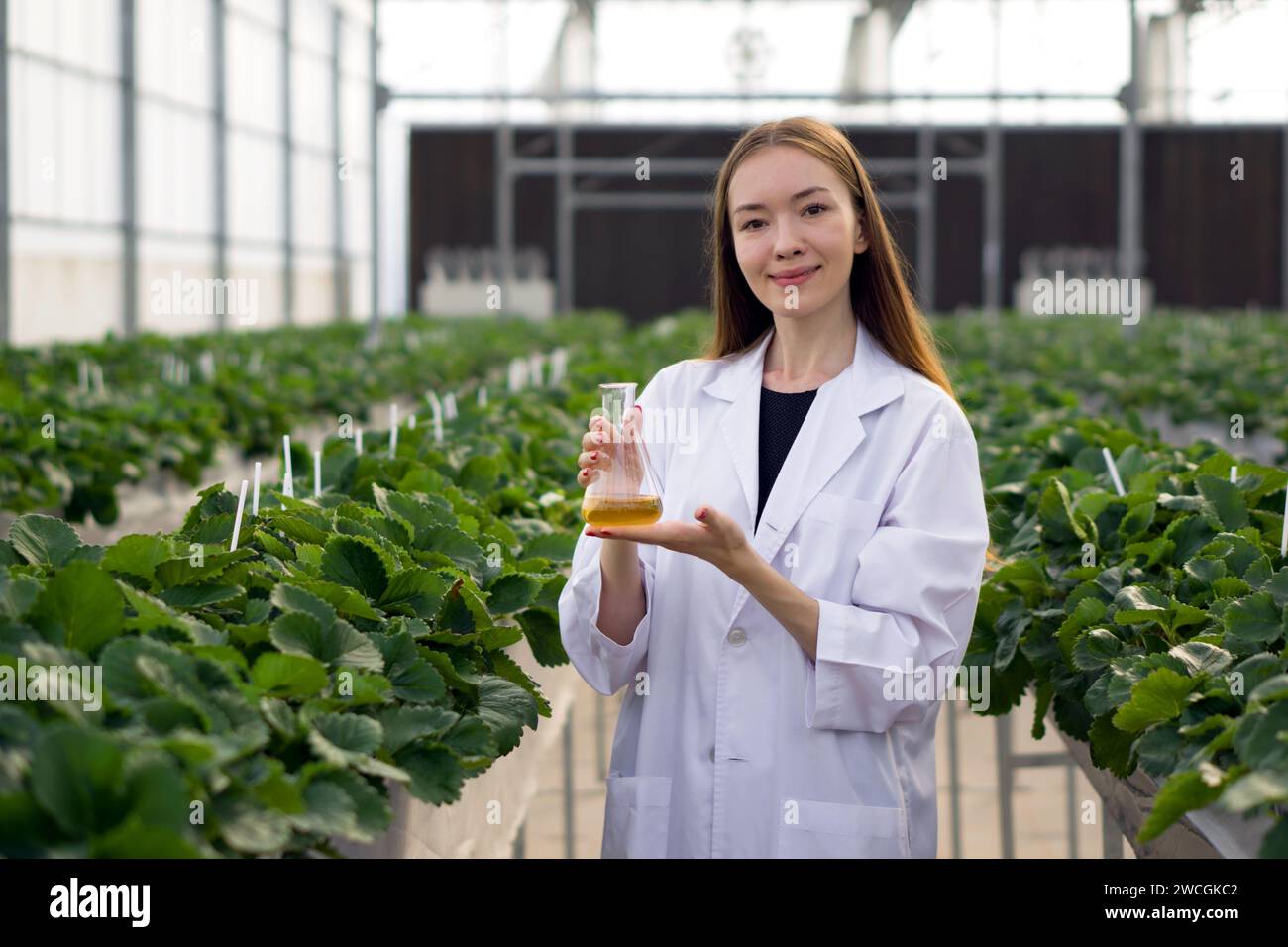 Scientific Expertise. Caucasian female botanical scientist in white gown holding Erlenmeyer flask with yellow chemical while working in indoor strawbe Stock Photo