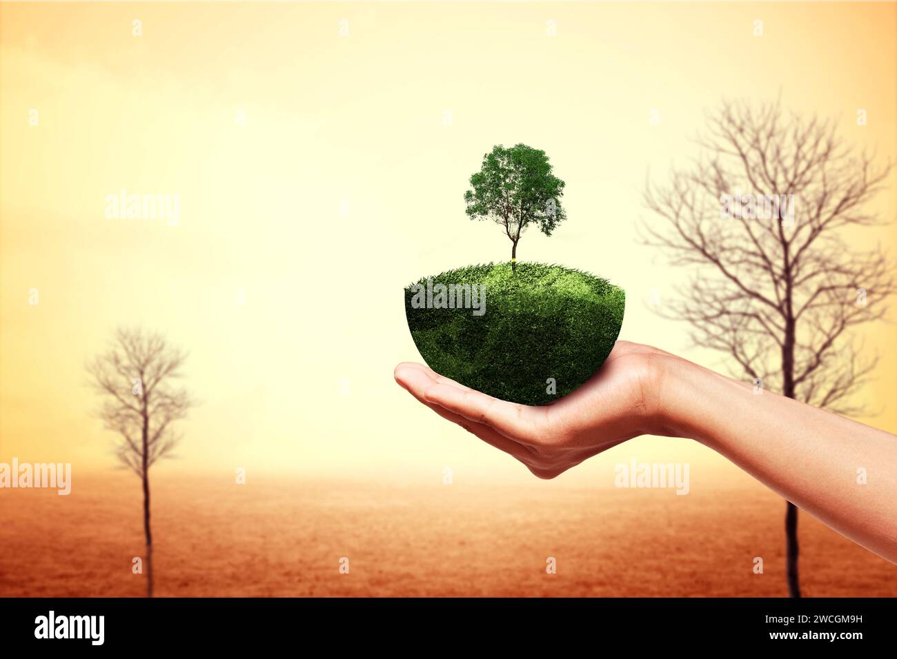 A human hand shows a grown tree on fertile land with barren trees in