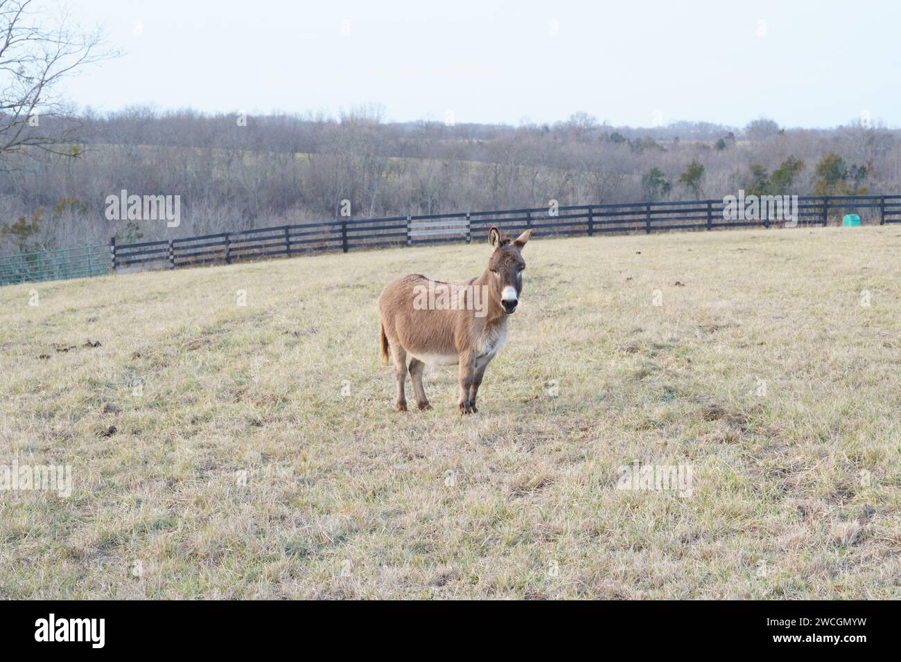 A donkey standing gracefully in a lush green field, surrounded by ...