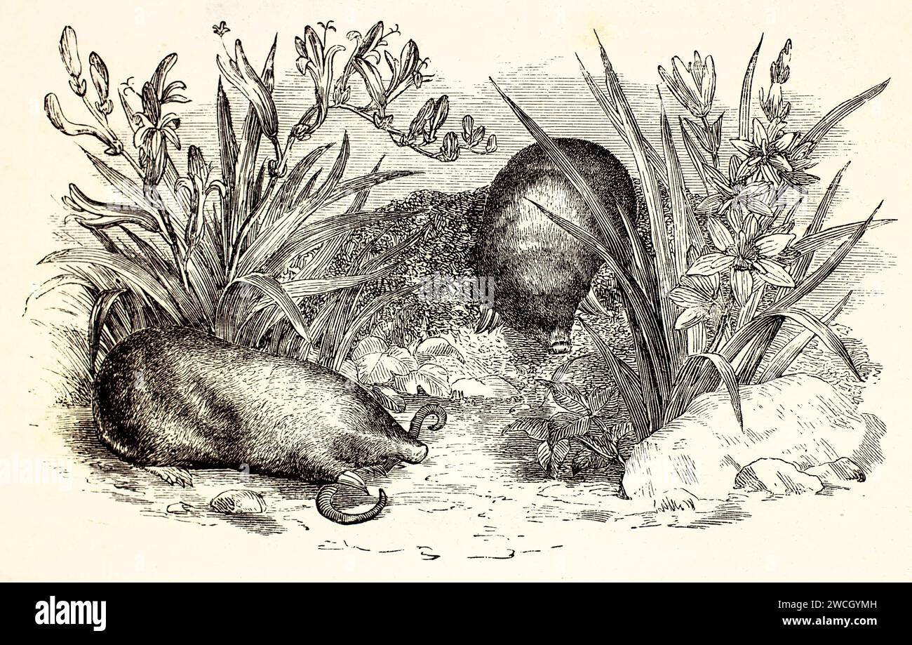 Cape golden moles (Chrysochloris asiatica) in natural habitat, one feeding on a worm. Expressive woodcut style detailed naturalist rendering. 1878 Stock Photo