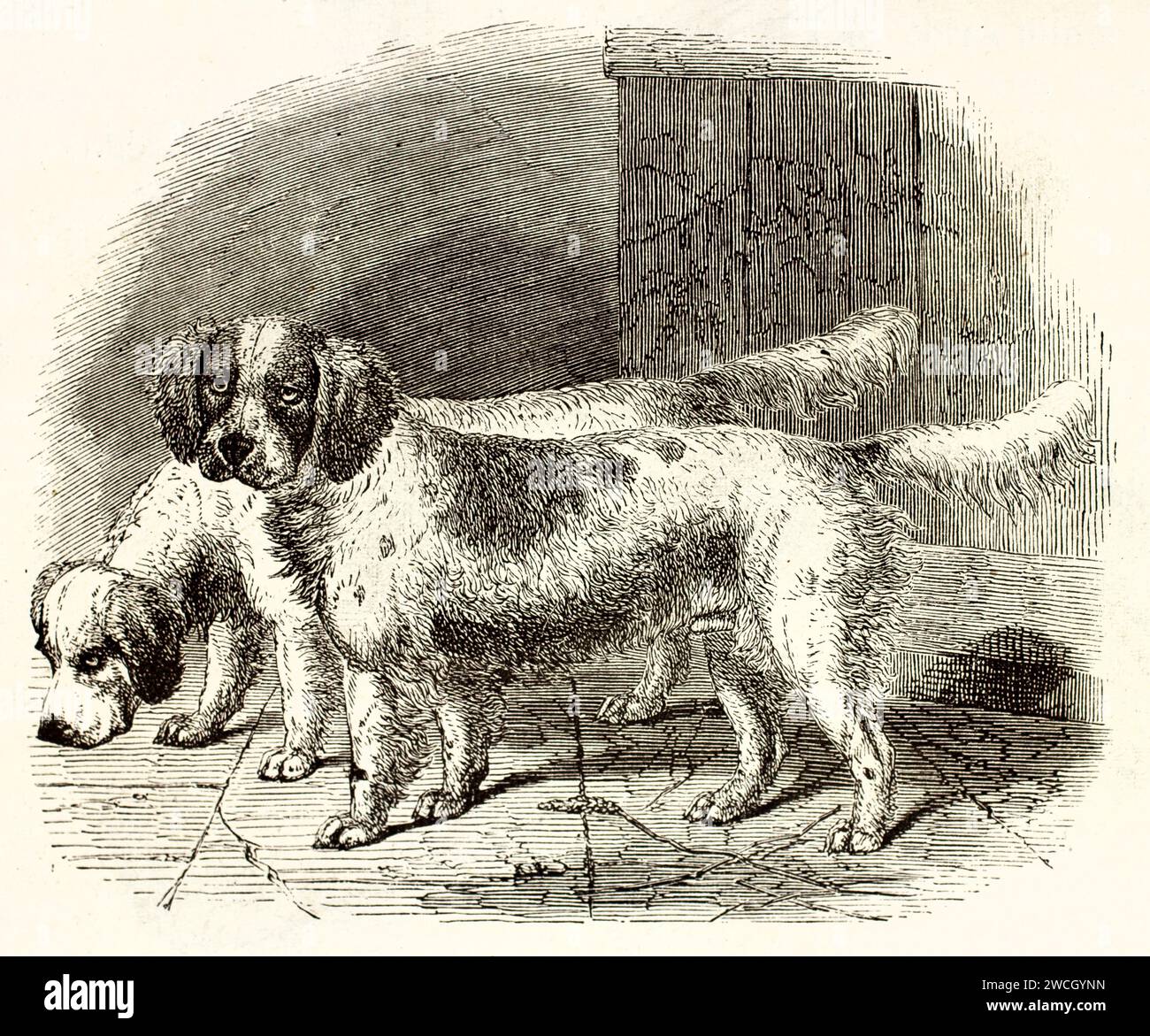 Old engraved illustration of a couple of Clumber Spaniel. Created by Illner, published on Brehm, Les Mammifers, Baillière et fils, Paris, 1878 Stock Photo