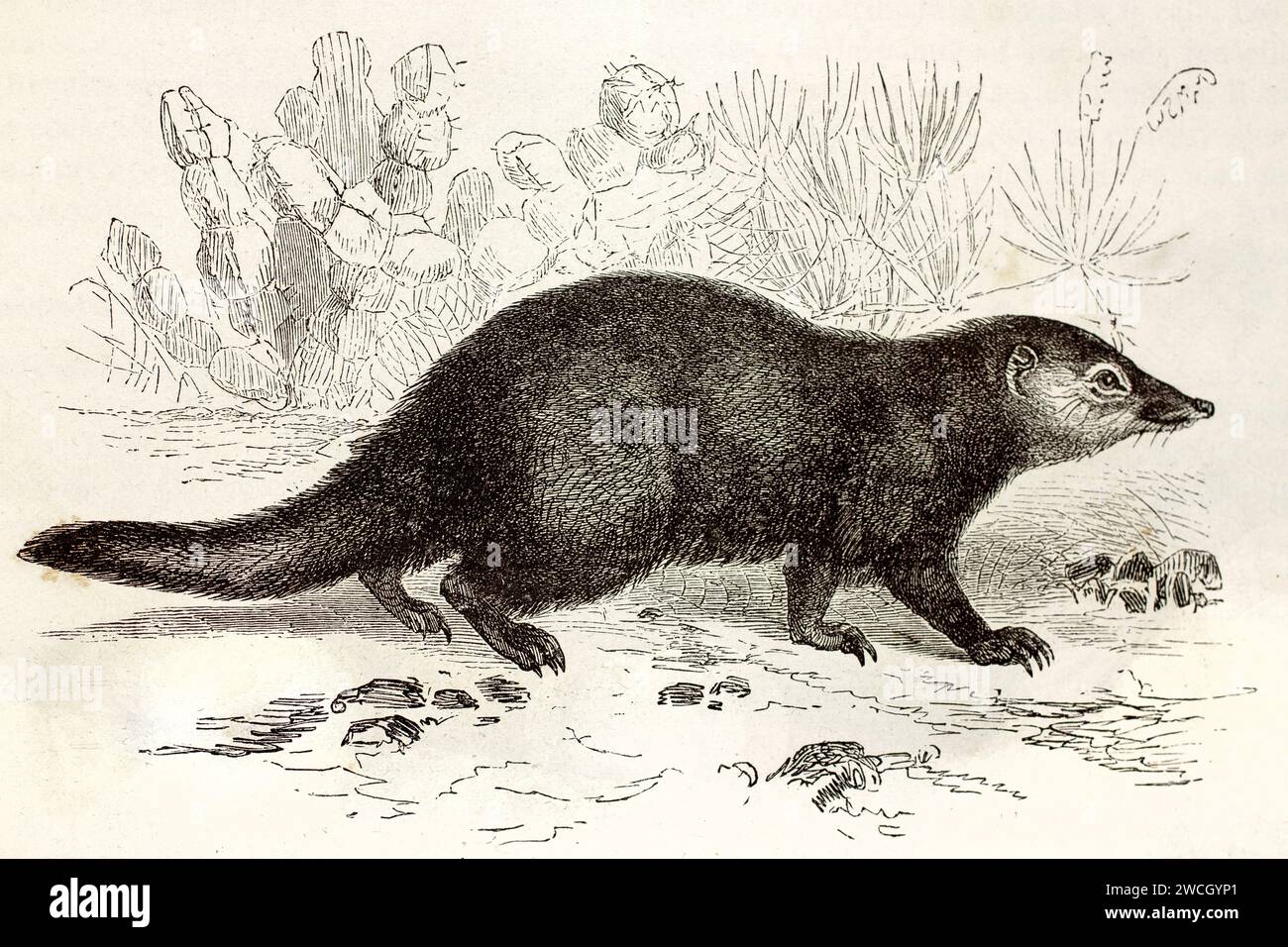Common kusimanse (Crossarchus obscurus) walking on alert. Expressive woodcut linework with naturalist rendering and stylized vegetation. 1878 Stock Photo
