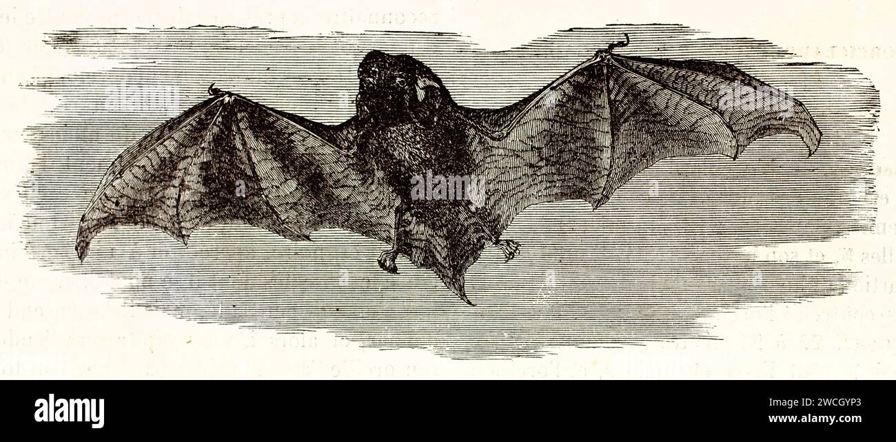 Common noctule bat (Nyctalus noctula) with wings spread against a dark sky. Expressive woodcut linework captures its nocturnal flight. Published 1878. Stock Photo