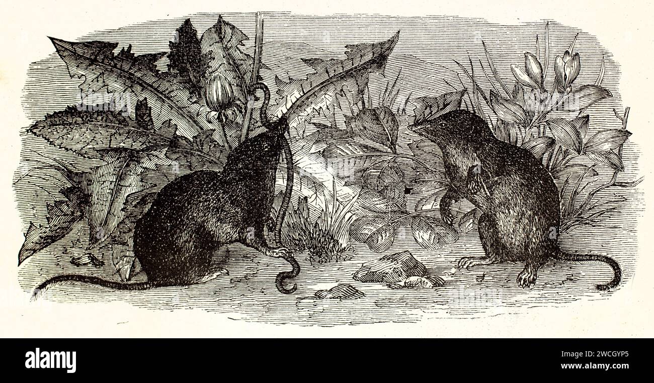 Two common shrews (Sorex araneus) feeding under cover of night. Expressive woodcut linework highlights furtive foraging behavior. Published 1878. Stock Photo