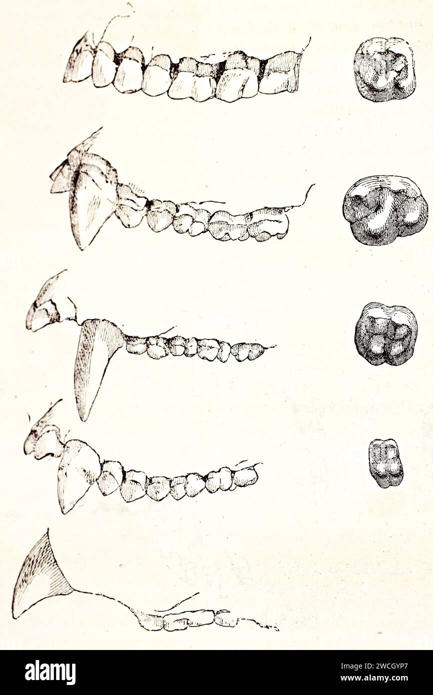 Old illustration compares upper jaw rhees of man, gorilla, chimanzee, orangutan and gibbon, (from up to down). By unknown author, published on Brehm, Stock Photo