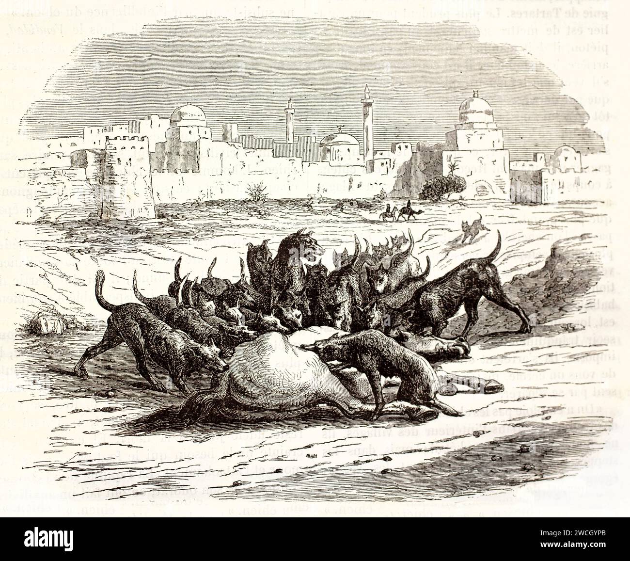 Old 1878 engraving of stray dogs devouring a horse carcass outside Constantinople walls. Expressive woodcut style captures brutal scavenging scene. Stock Photo