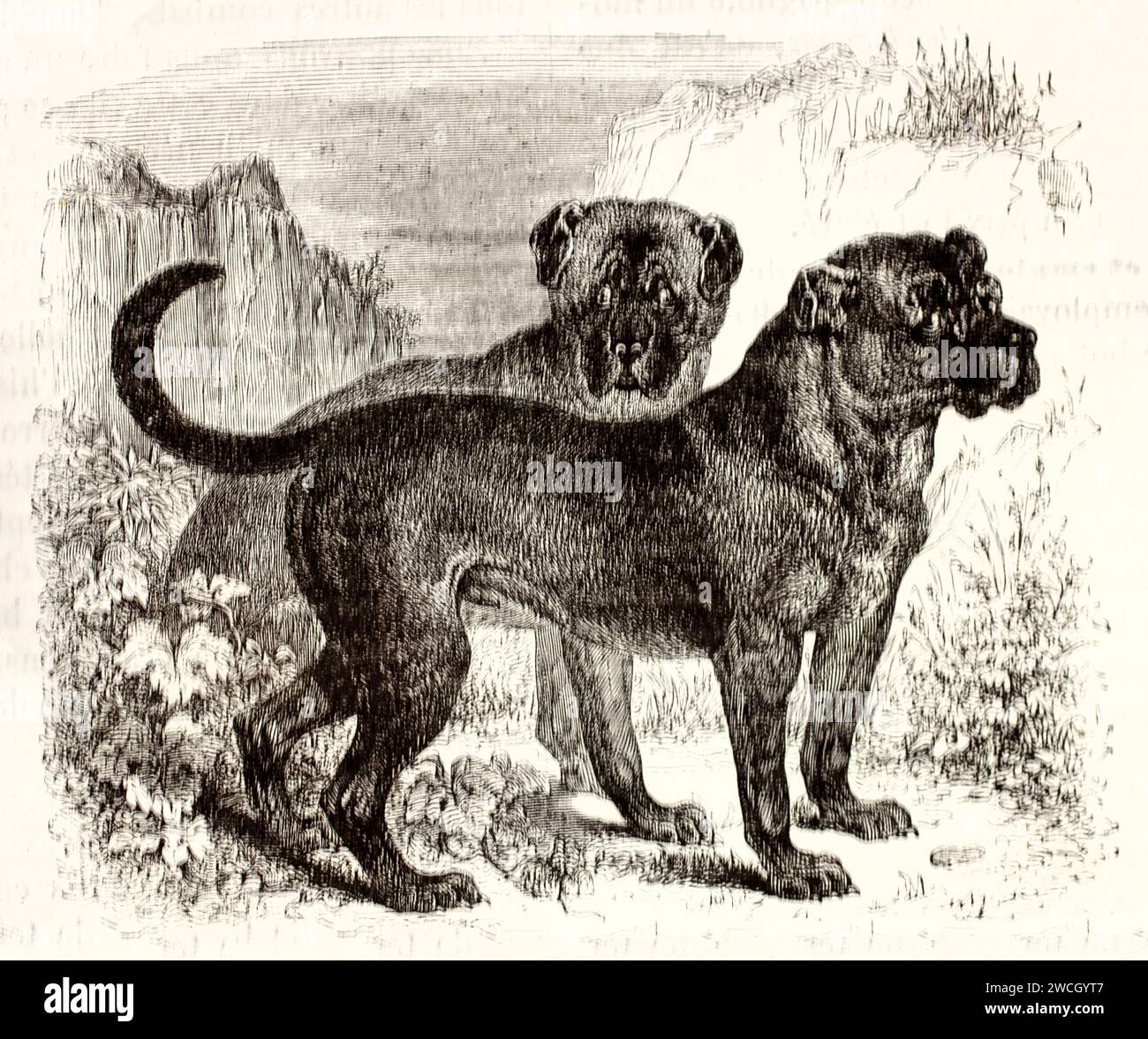 Old engraved illustration of Dogo cubano. By unknown author, published on Brehm, Les Mammifers, Baillière et fils, Paris, 1878 Stock Photo