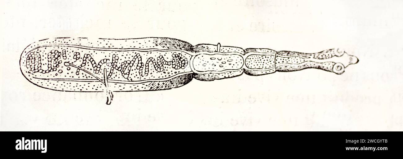 Echinococcus granulosus illustrated in anatomical engraving, showing parasitic structure in detailed view. Naturalist plate published in 1878. Stock Photo