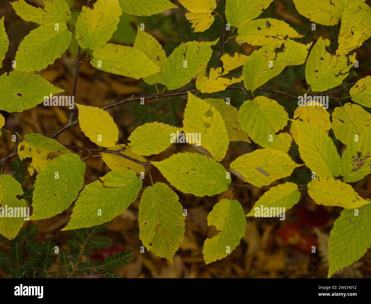 A close-up of a delicate branch adorned with vibrant yellow and green leaves Stock Photo