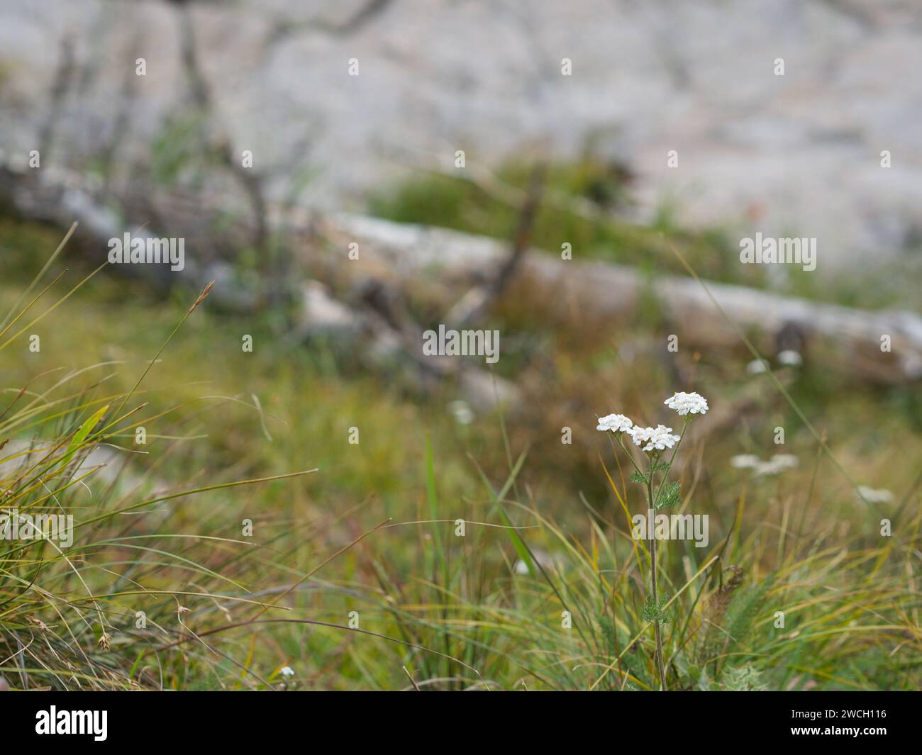 Vibrant wildflowers background hi-res stock photography and images - Alamy