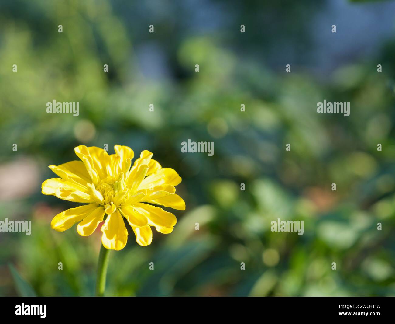 A vibrant yellow flower stands out in a lush field of green grass Stock Photo