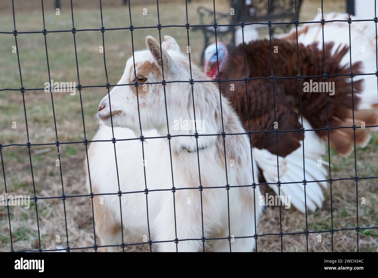 A curious goat standing gracefully behind a metal fence peering
