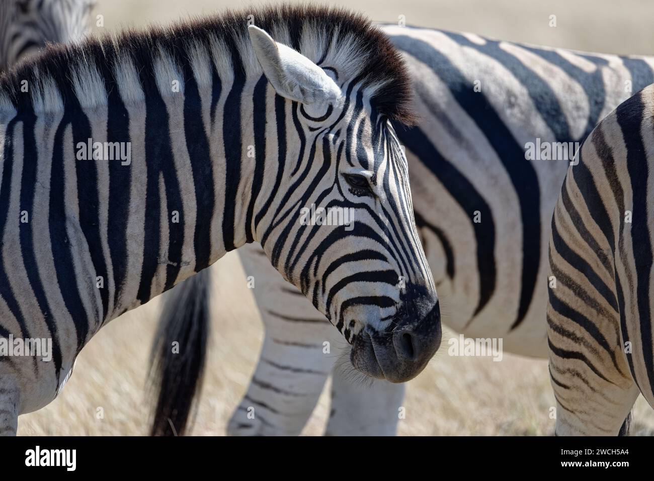 An angry looking plains zebra. It has its ears back. It has a scar on its neck Stock Photo Alamy