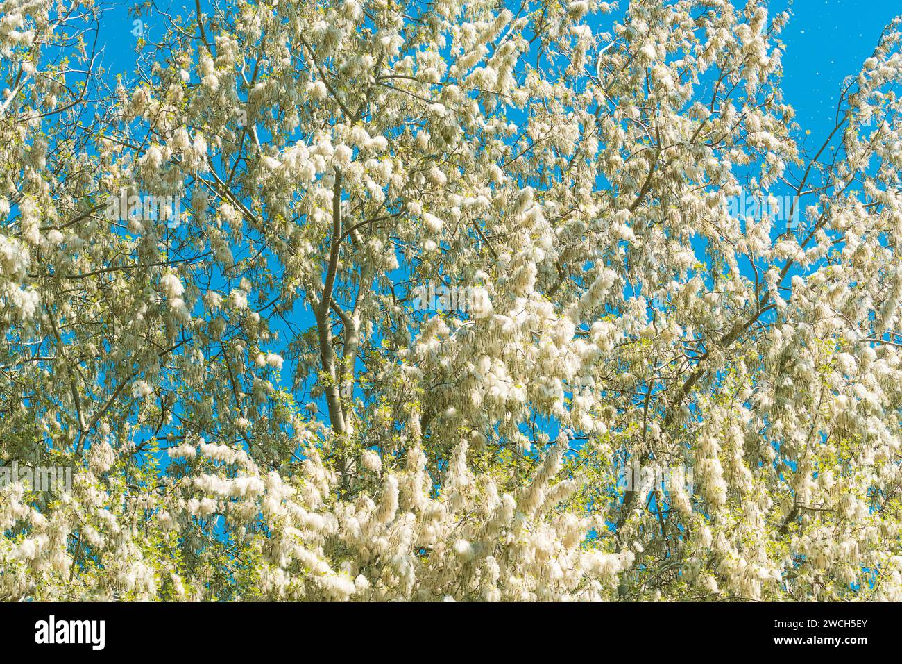 White Poplar catkins (Populus alba) in bloom in spring, selective focus Stock Photo