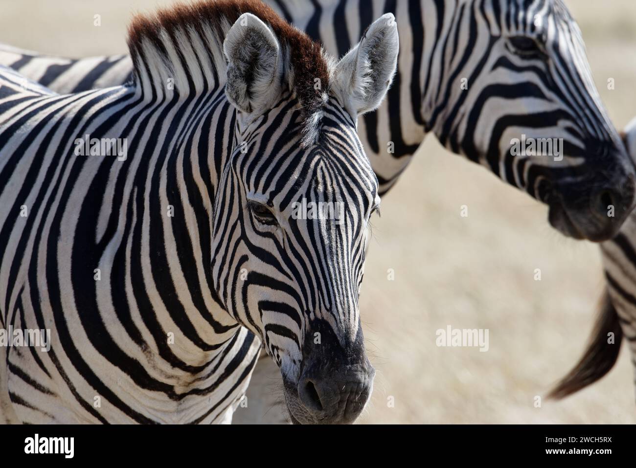 The stripes of a zebra's face almost form an oval where they meet in the middle Stock Photo