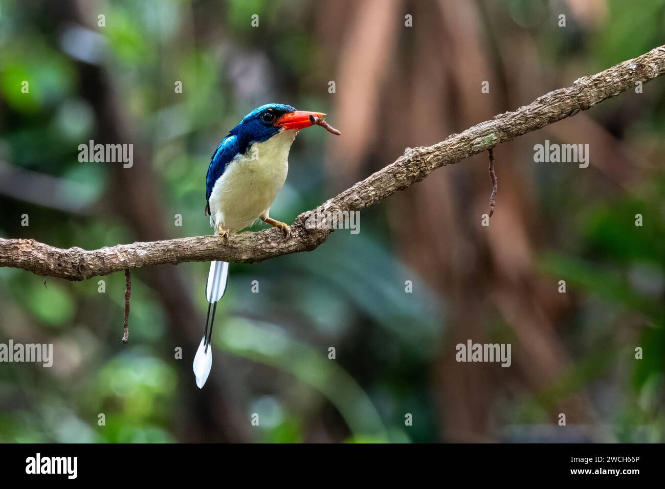 Common paradisekingfisher or Tanysiptera galatea seen in Waigeo, Raja