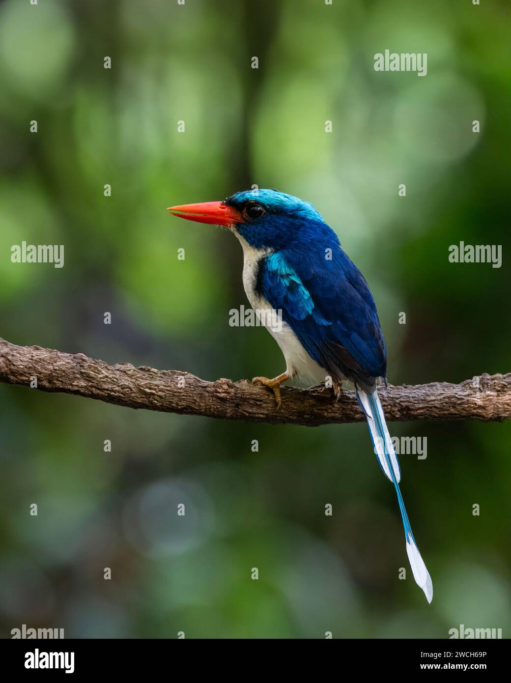 Common paradisekingfisher (Tanysiptera galatea), also known as the