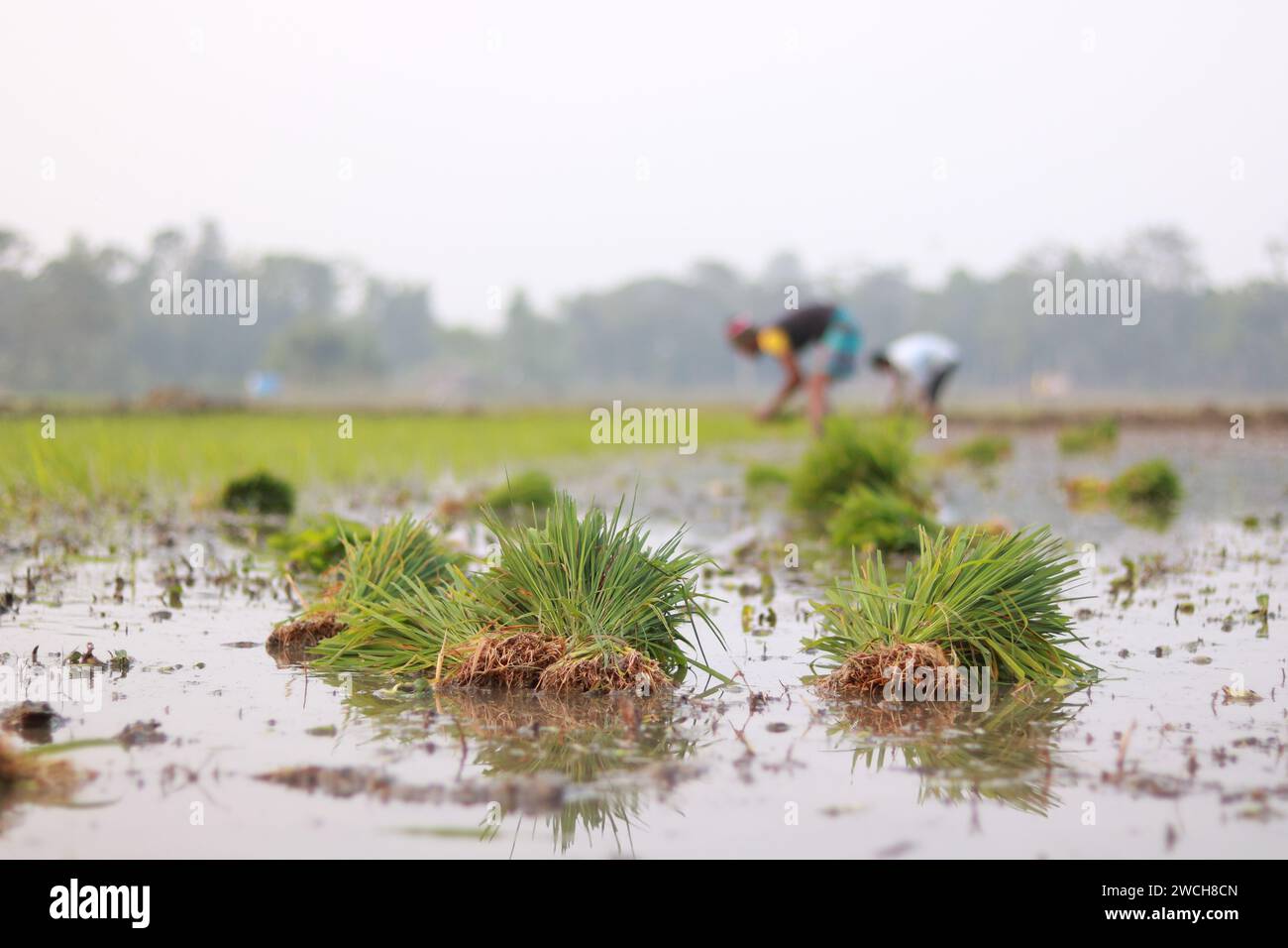 Bangladeshi farmers are planting paddy in the field. Stock Photo