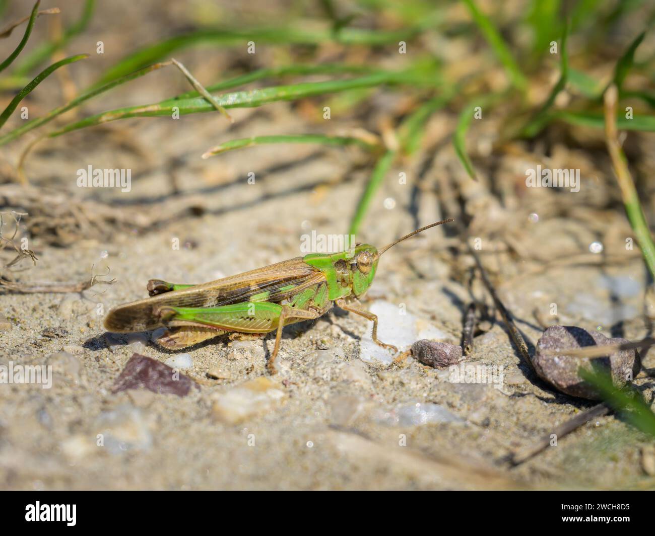 A brown grasshopper (Aiolopus thalassinus) sitting on the ground, sunny day in Summer, Vienna (Austria) Stock Photo