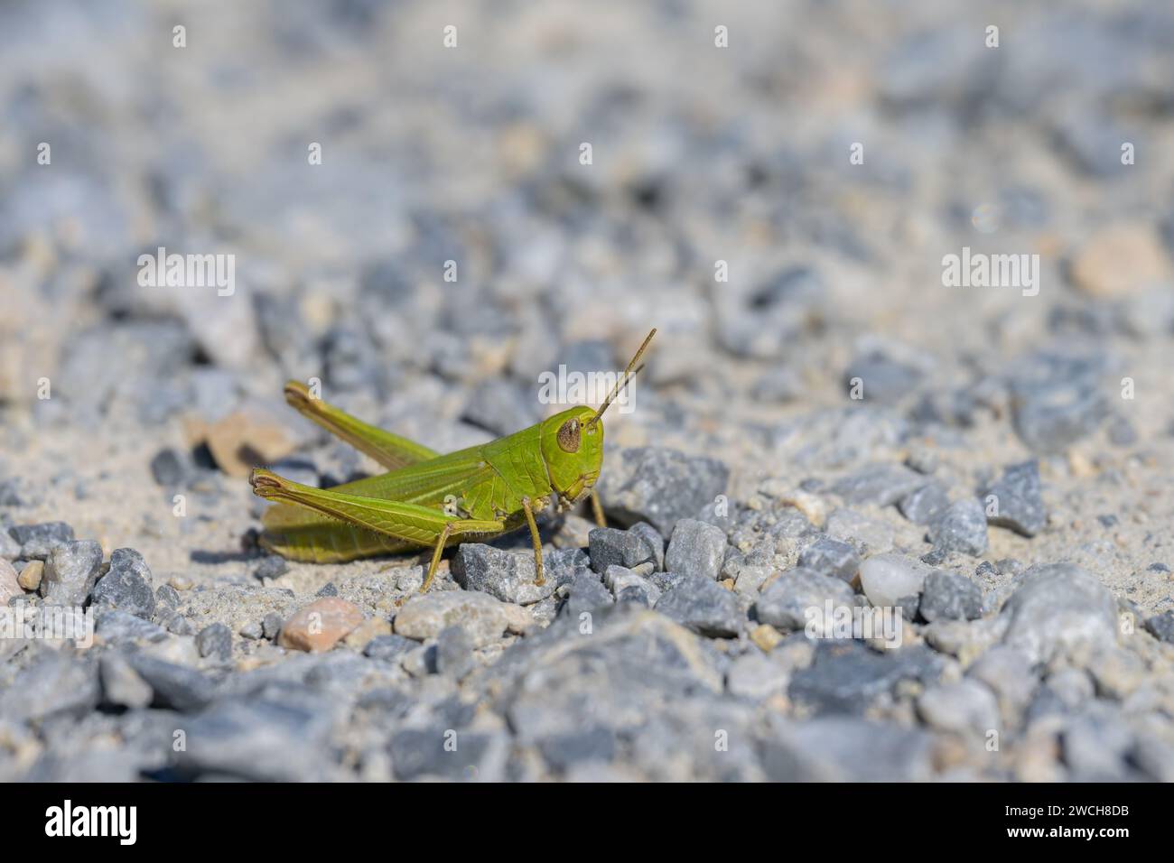A green grasshopper (Chorthippus dorsatus) sitting on the ground, sunny day in Summer, Vienna (Austria) Stock Photo