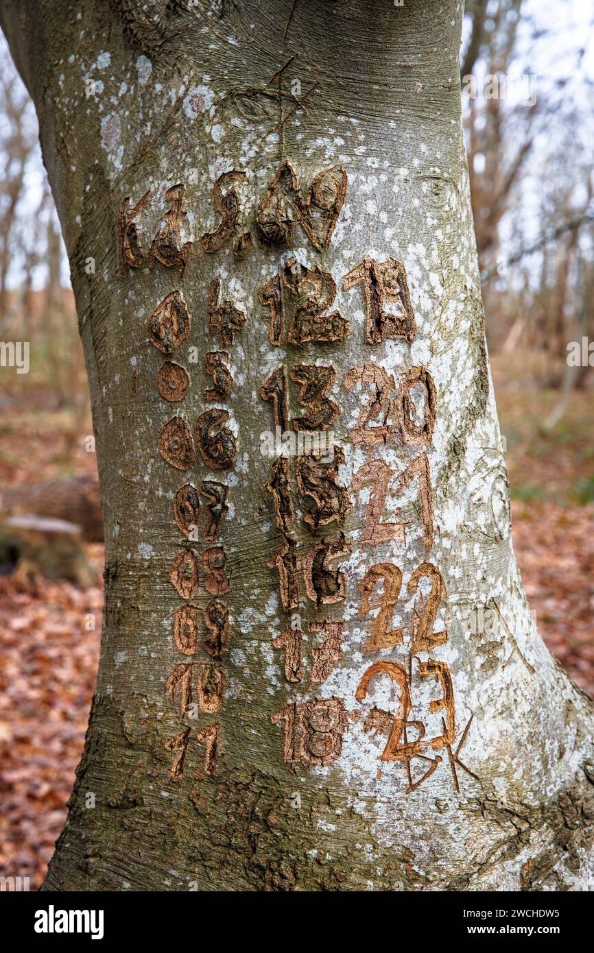 carved dates on a tree trunk in the nature reserve de Manteling near Domburg on Walcheren, Zeeland, Netherlands.  Jahreszahlen, Daten in einem Baumsta Stock Photo