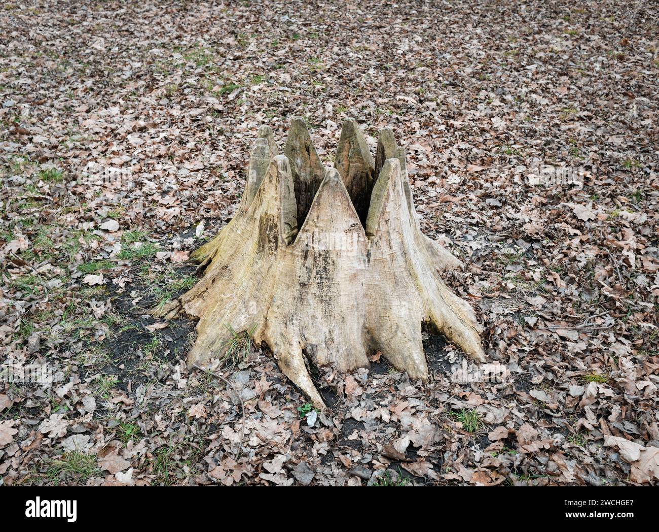 An old oak stump cut into the shape of a crown among fallen oak leaves ...