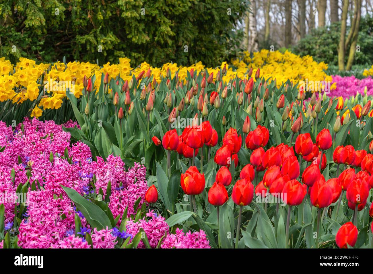 Tulip flower bulb field in garden, spring season in Lisse near