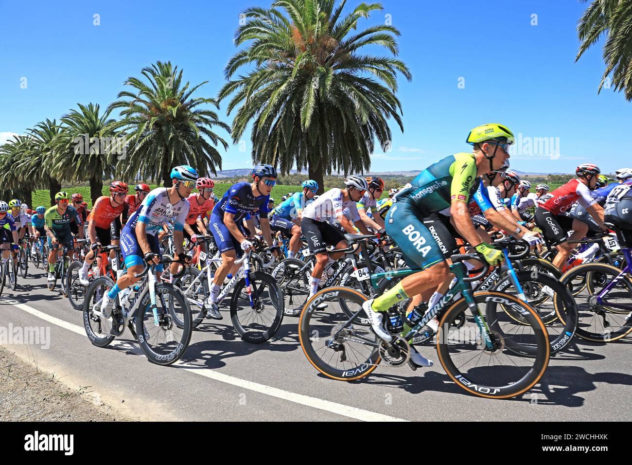 Riders competing in stage 1 of the 2024 Tour Down Under in the wine