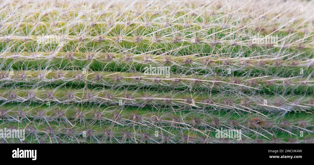 Many Needles on a cactus. Cactus area on the background. Cacti background. Close up. Stock Photo