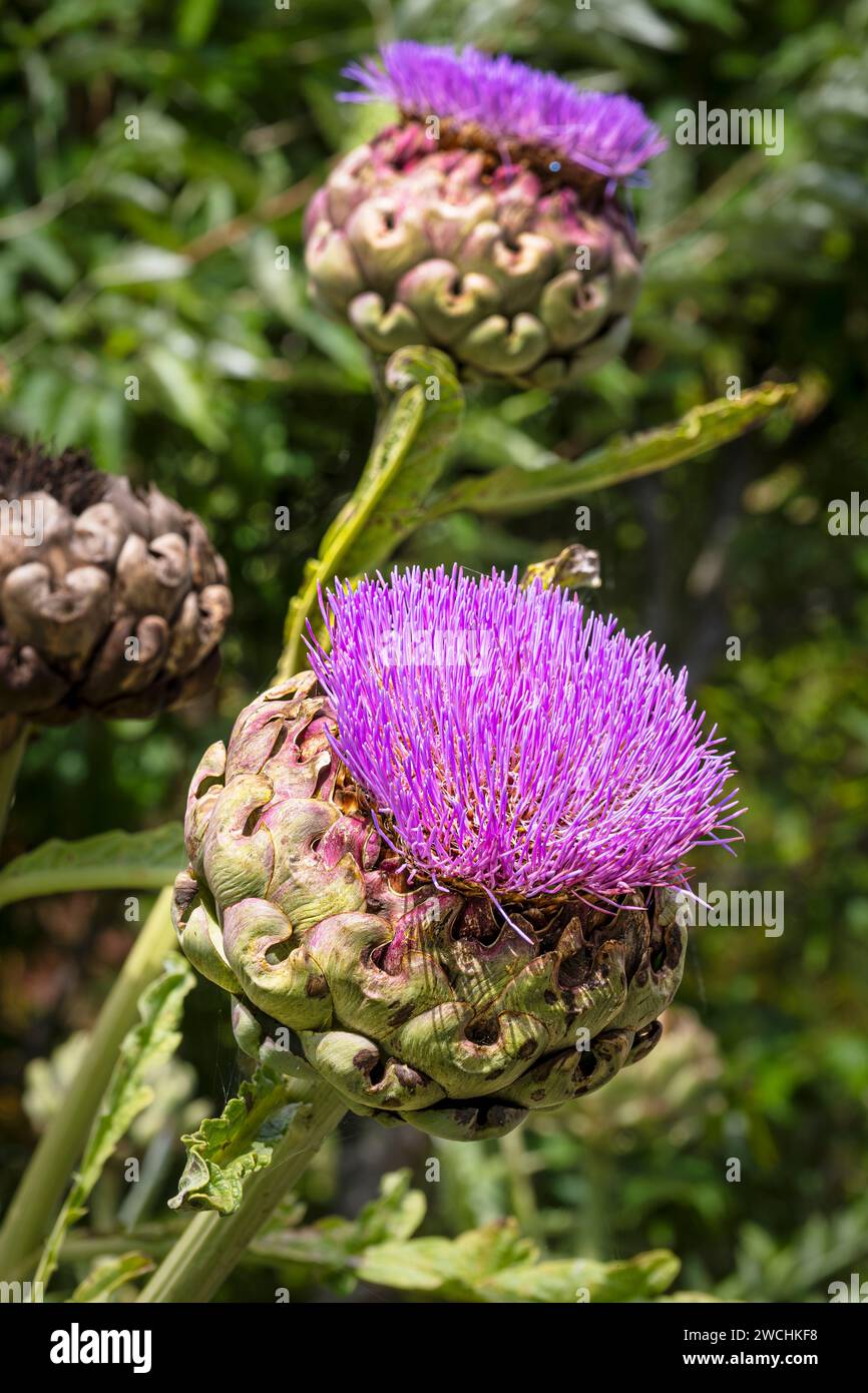 A Cardoon plant Cynara cardunculus in bloom in a garden in Newquay in ...