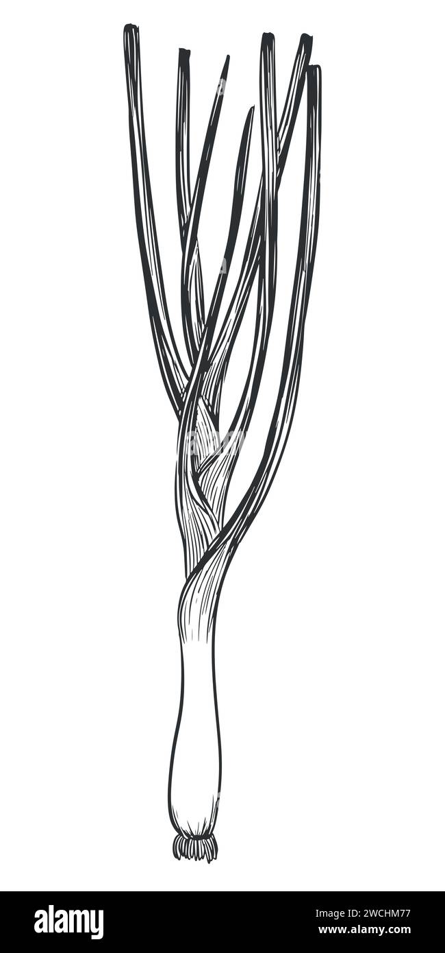 Green onions. Hand drawn vector illustration of vegetables in engraving style. Detailed drawing