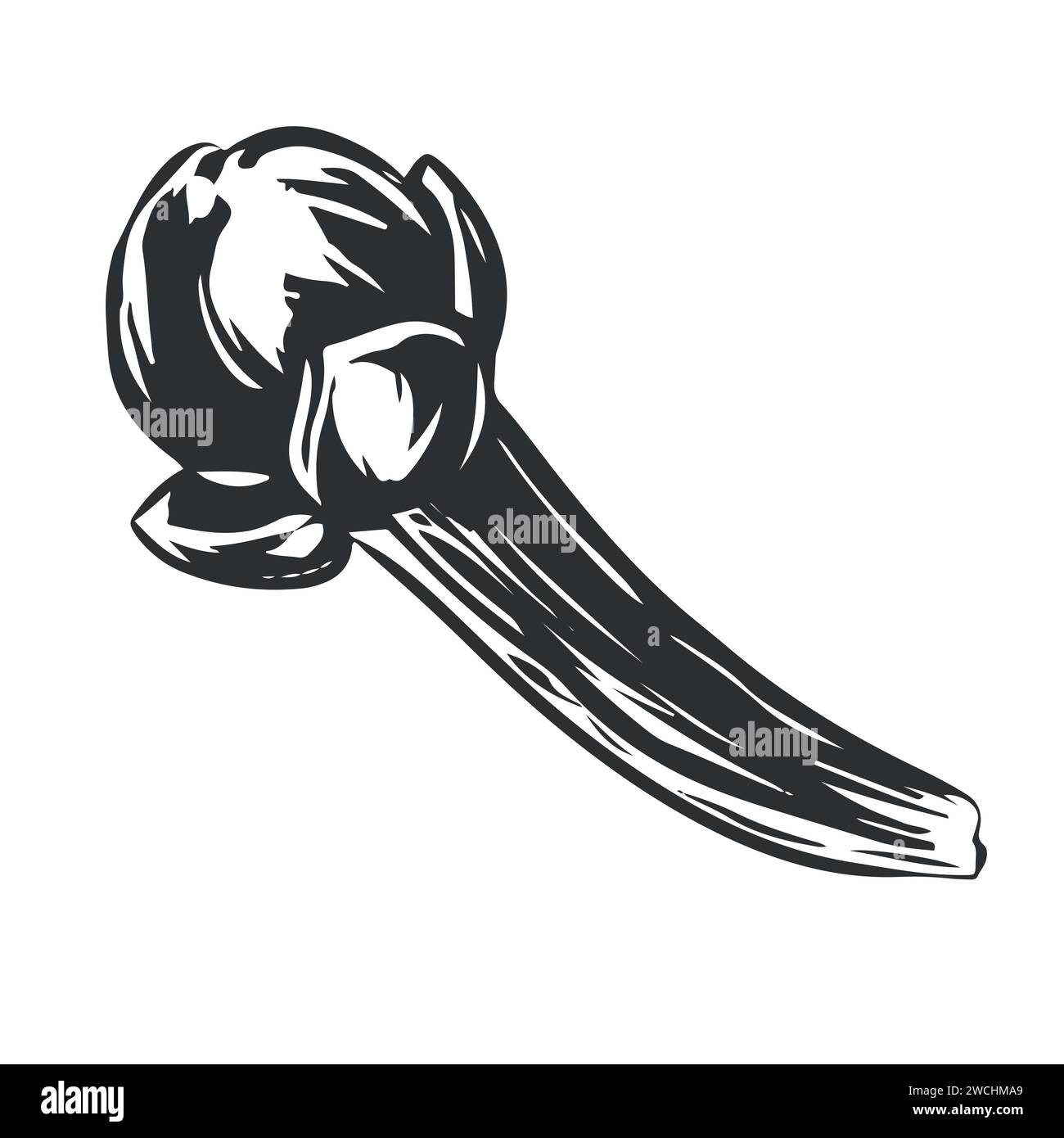 Handmade clove spice. Vector aromatic ingredient in engraving style