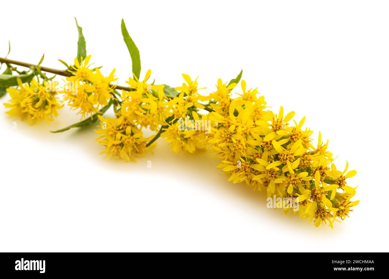 European goldenrod flowers isolated on white background Stock Photo