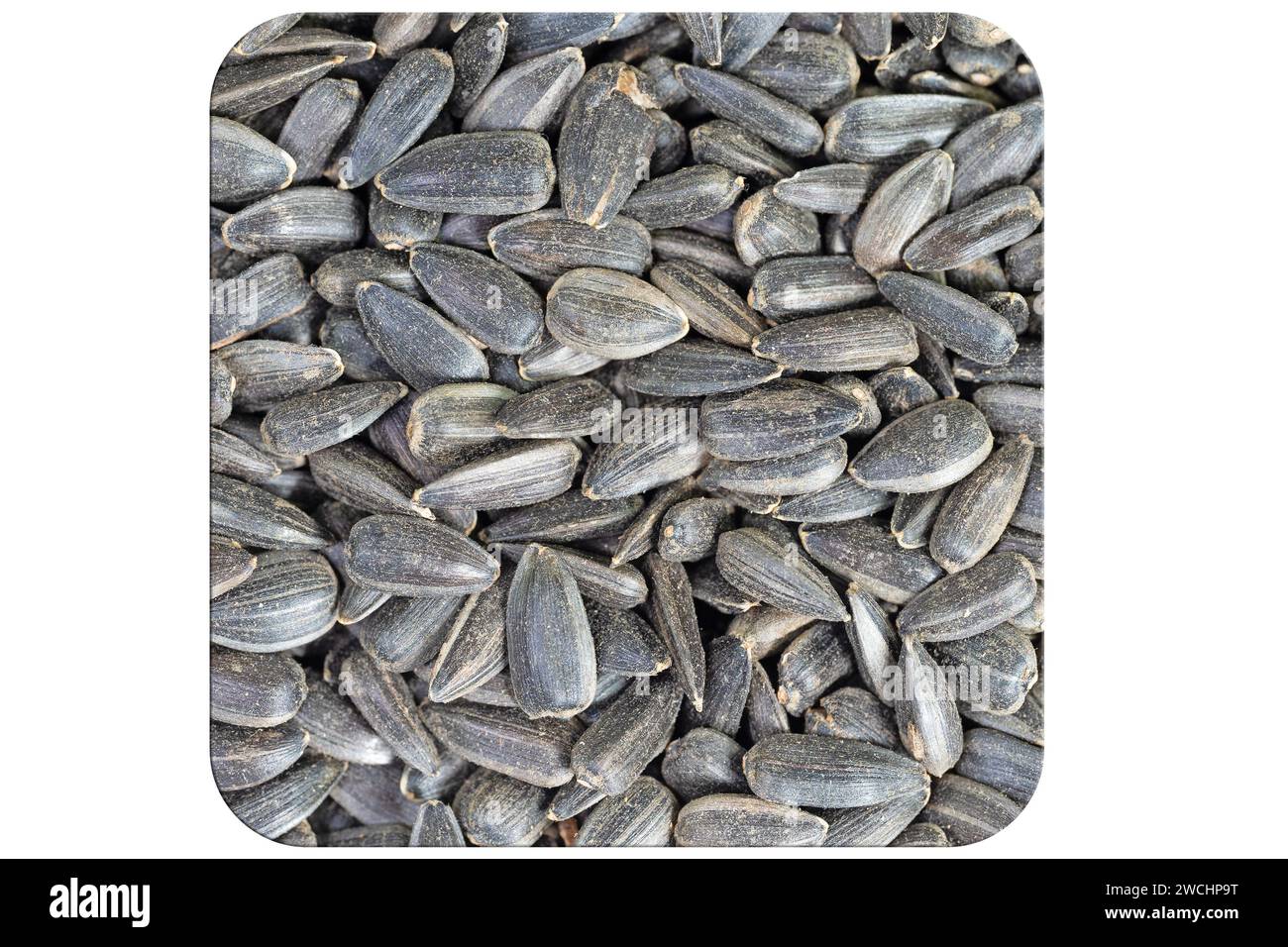 Sunflower seeds in a close-up Stock Photo