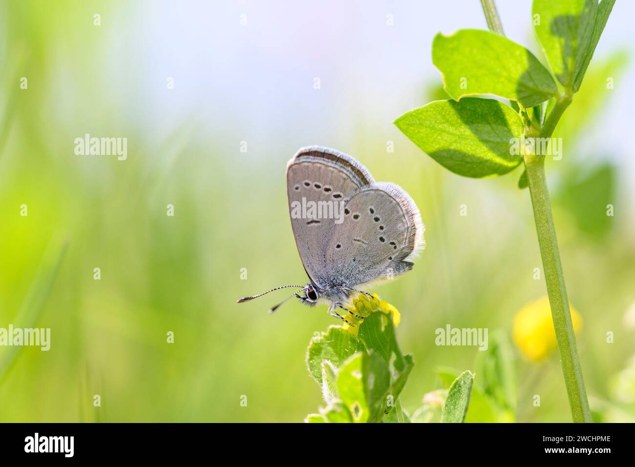 The small blue (Cupido minimus) is a Palearctic butterfly in the family Lycaenidae Stock Photo