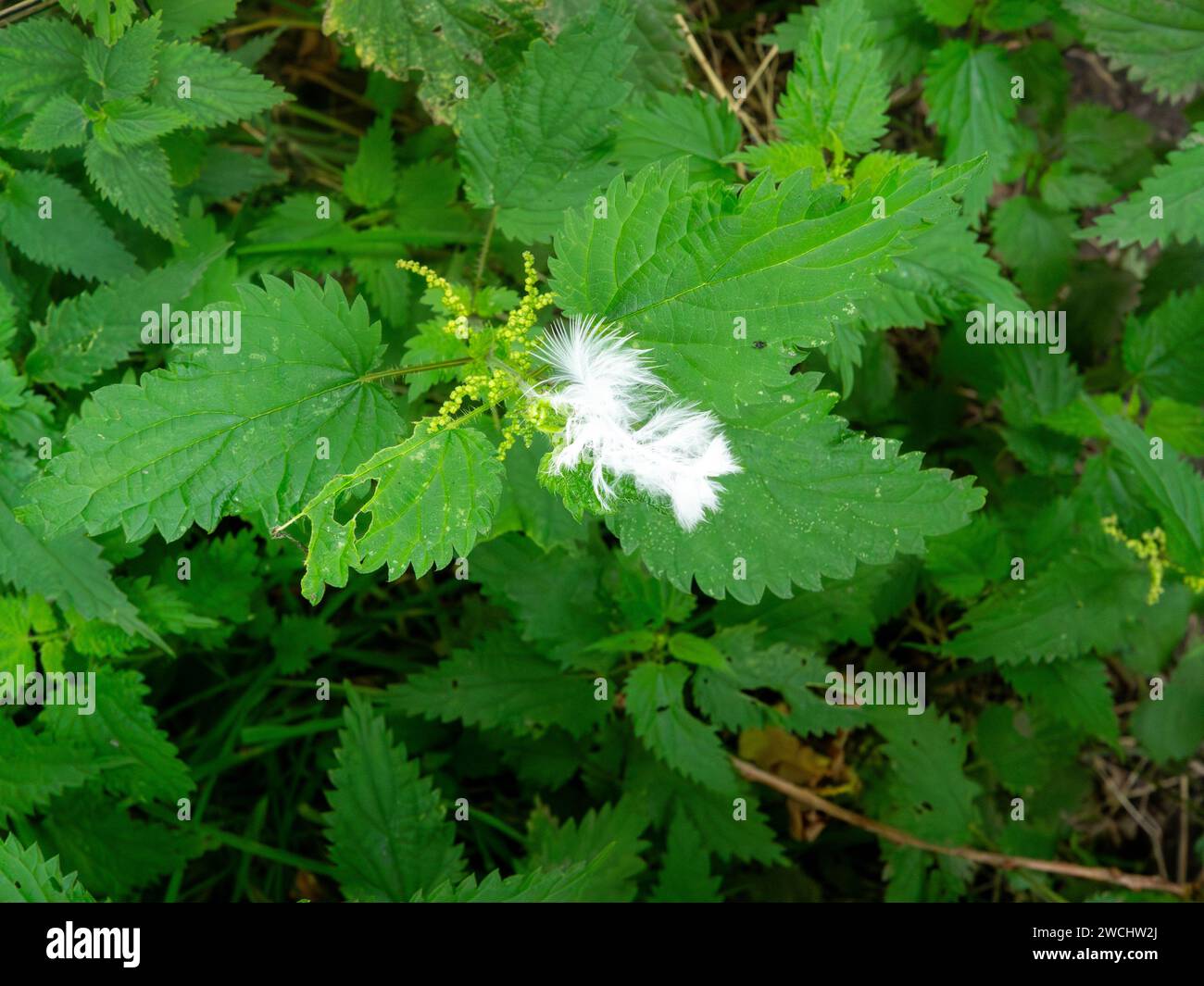 White feather balanced on a nettle in the hedgerow Stock Photo