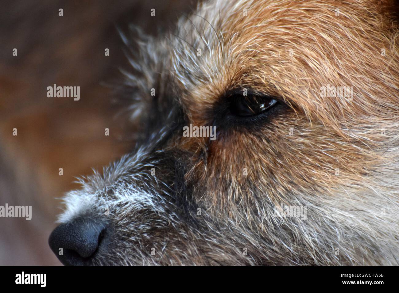 Close-up of dog profile, a dog of mixed breed between jack Russel terrier and white bichon, named Cookie; see her gentle eyes as she looks aside. Stock Photo