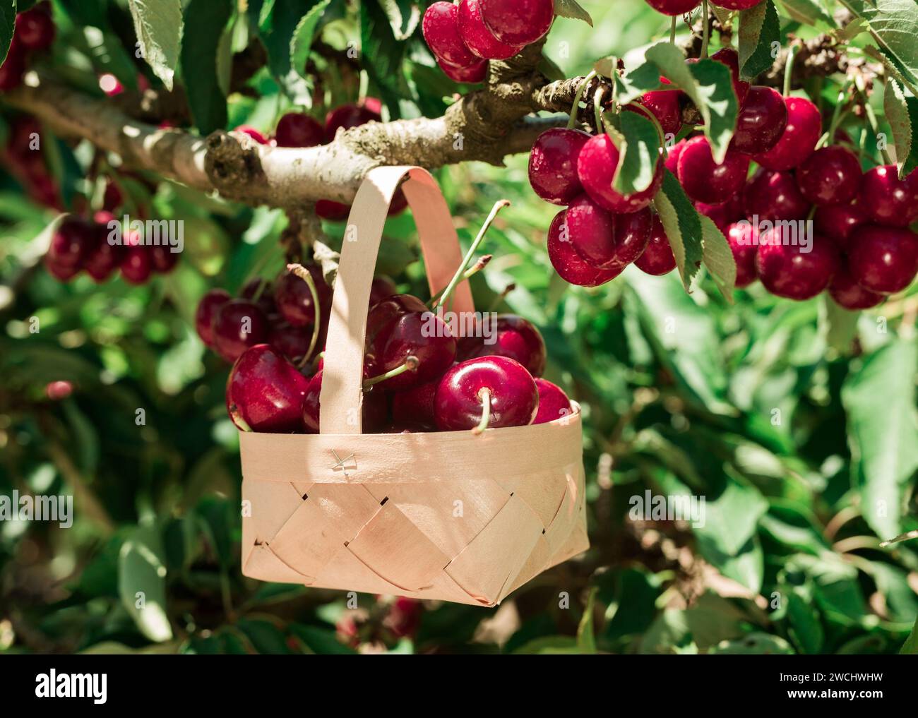 Still life of cherries in wicker basket in garden Stock Photo