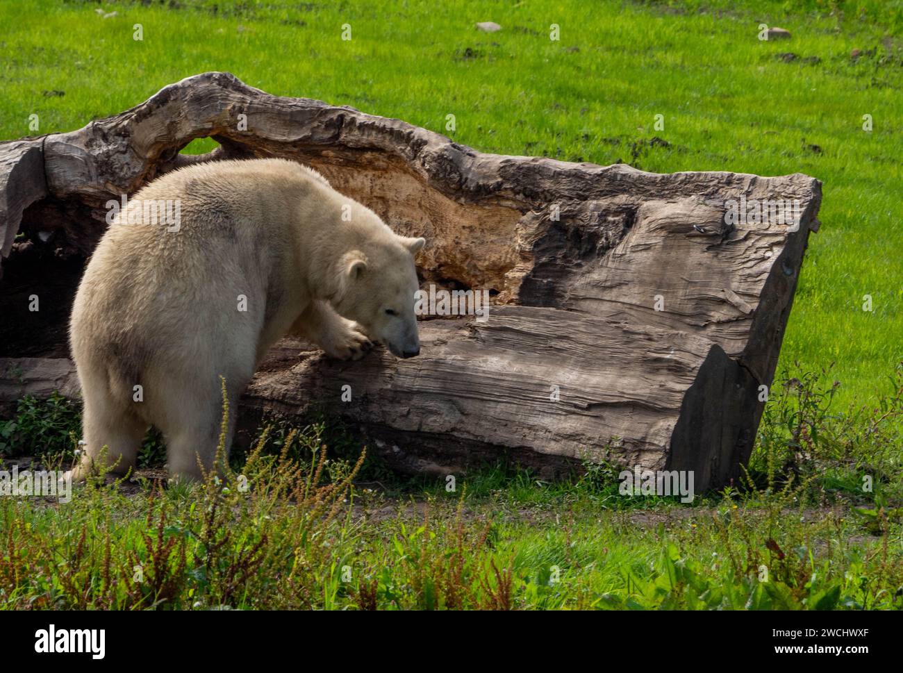 Polar Bear digging in an old cut-down tree trunk in the field Stock Photo