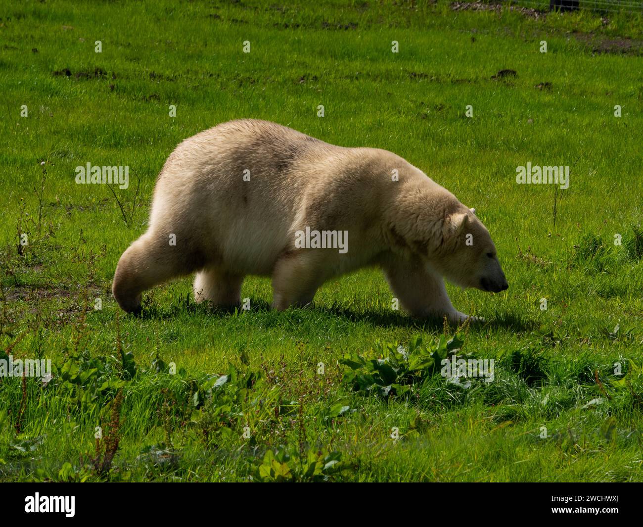 Polar Bear strolling across the field in search of food. Stock Photo