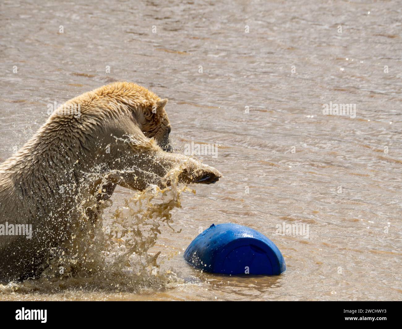 Polar Bear playing and splashing in the lake with his blue barrel Stock Photo