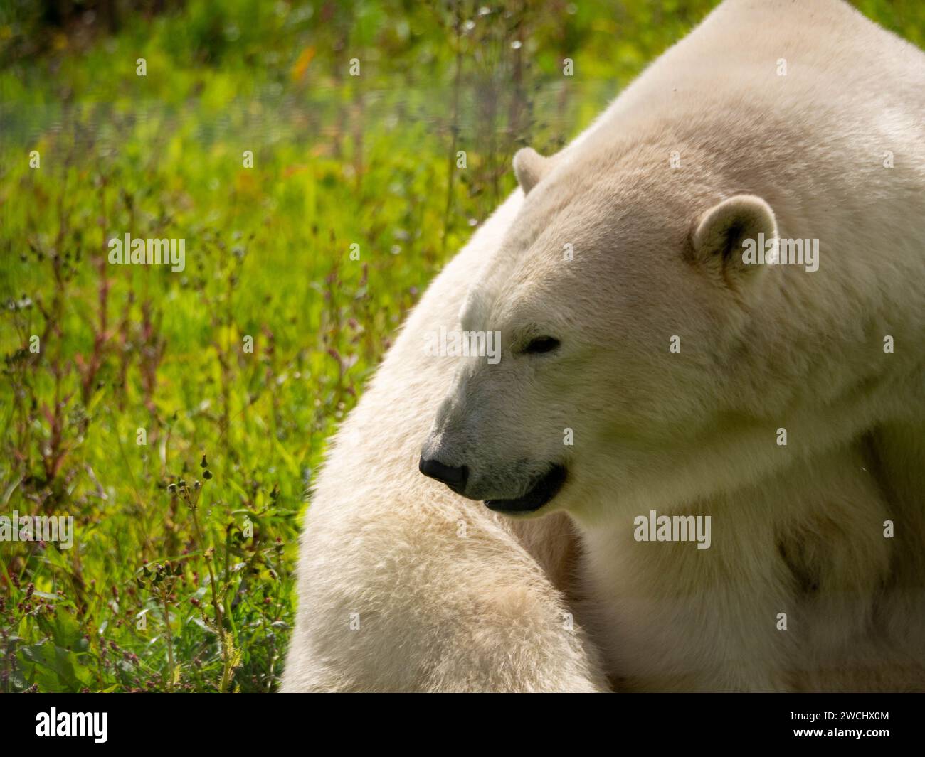 Polar Bear smiling in the warmth of the sun in its field. Stock Photo