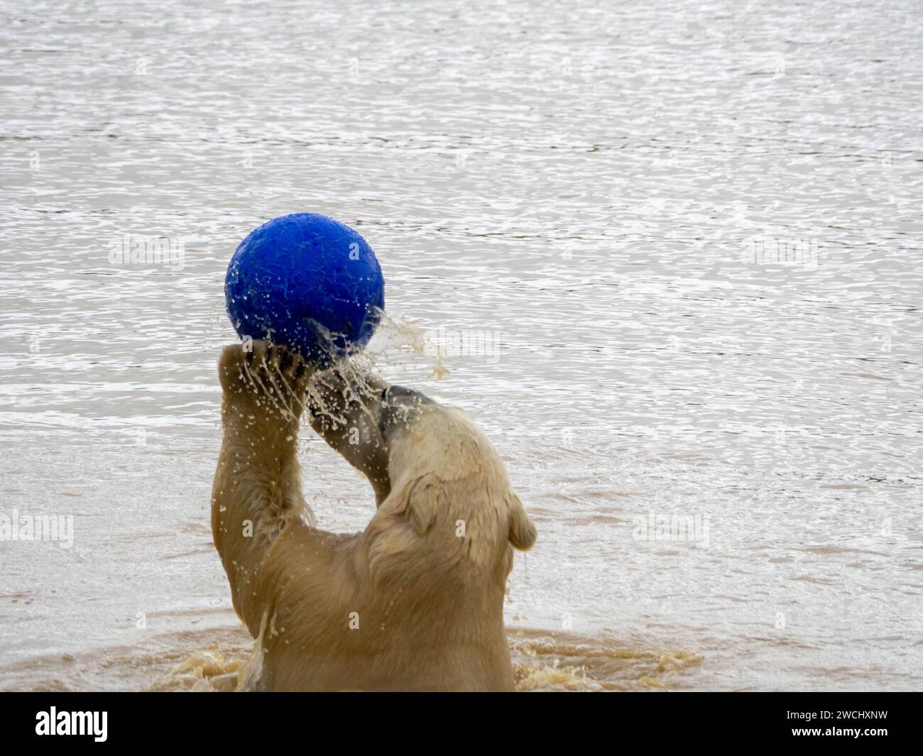 Polar Bear playing with a blue ball in the lake. Stock Photo