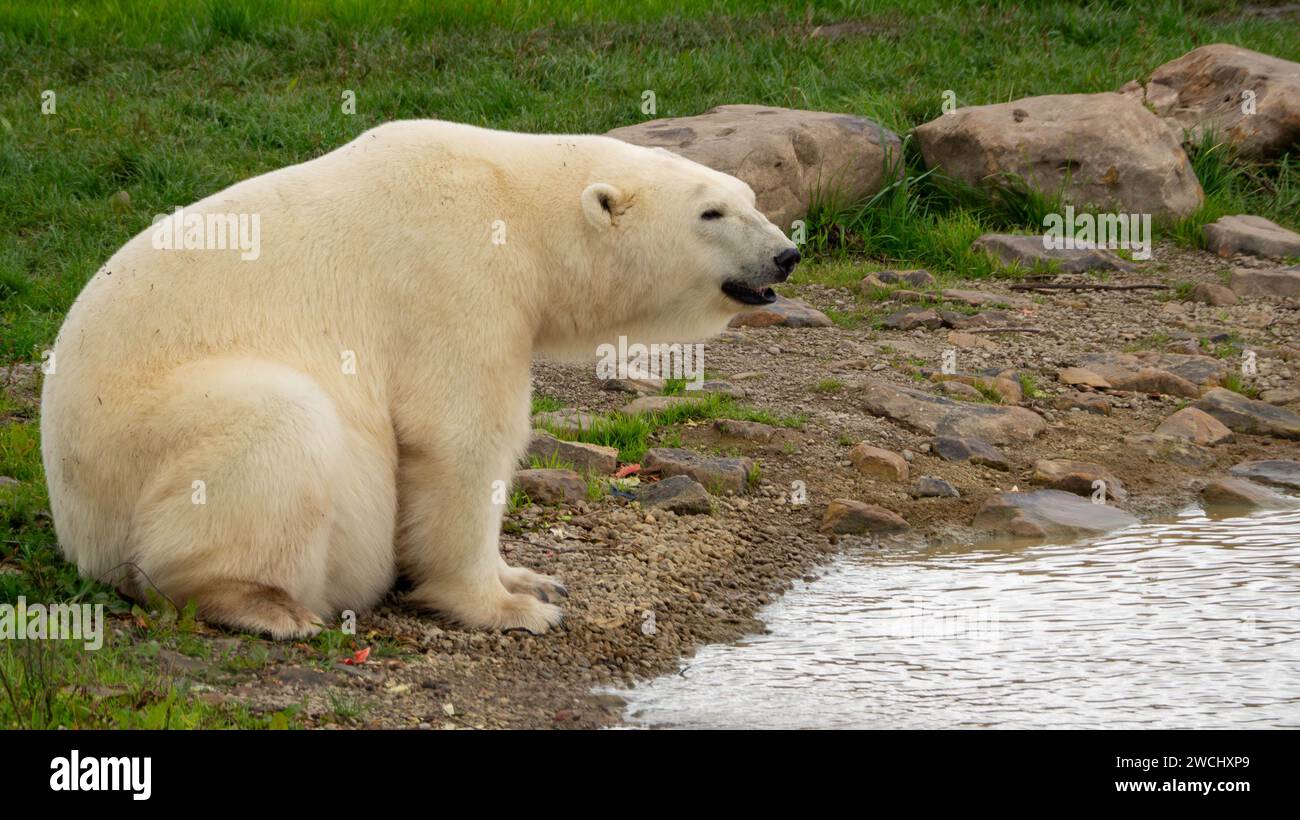Polar Bear sat at the edge of the lake watching the day go by. Stock Photo