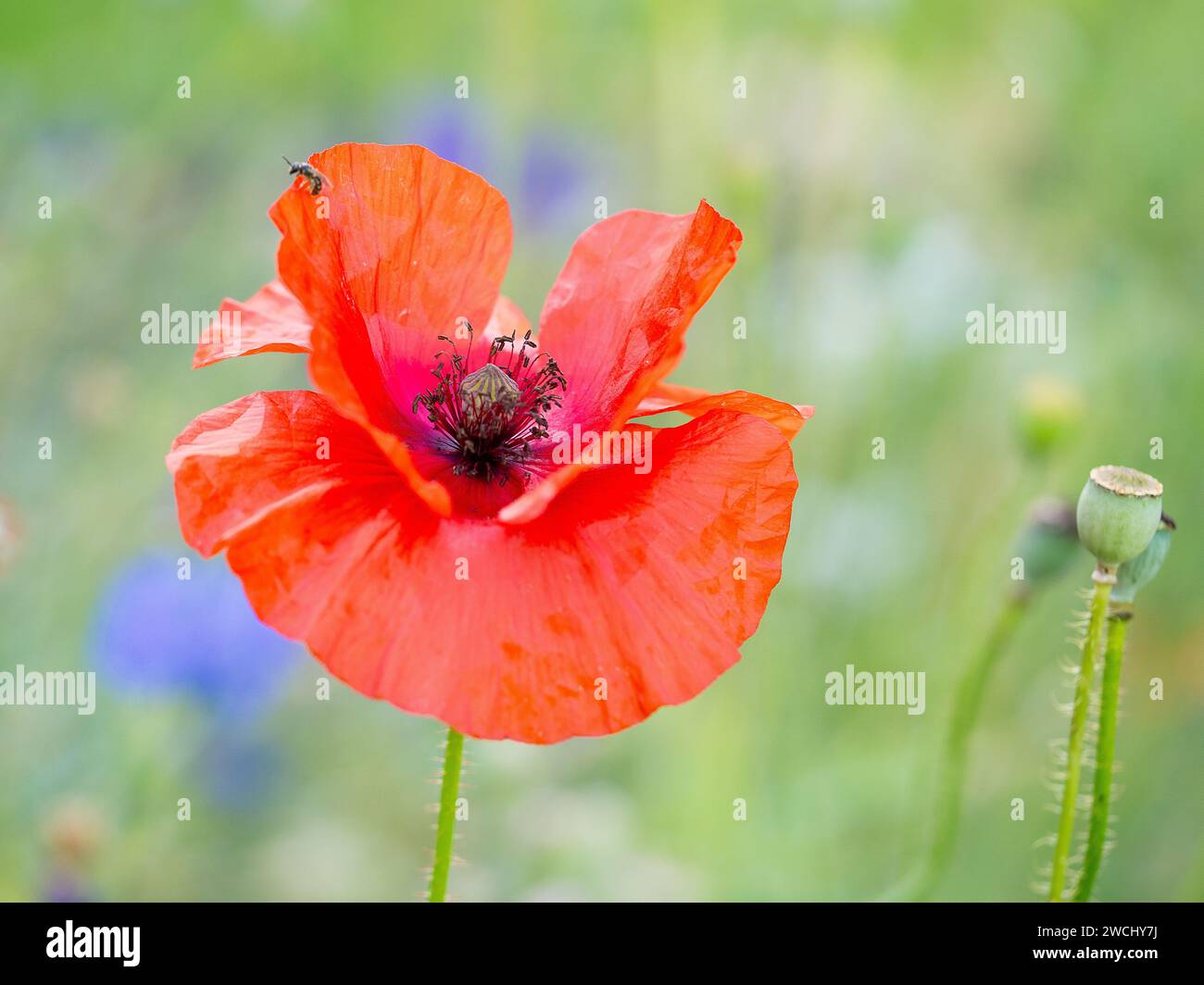 A vibrant red poppy standing out amongst lush green grass Stock Photo ...