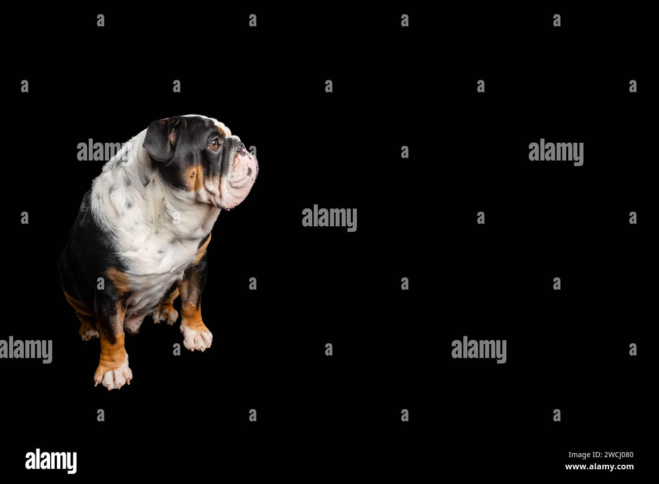 Black tri-color english british Bulldog sitting on black background ...