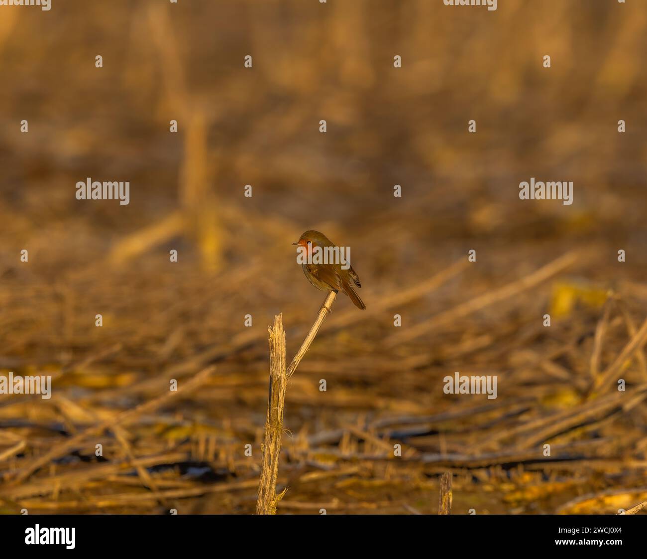 Robin photographer in winter light hi-res stock photography and images ...