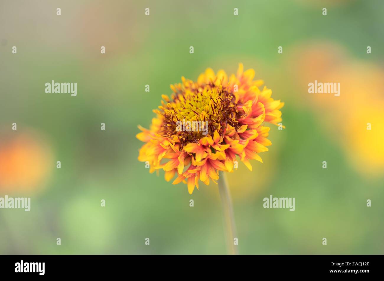 Gaillardia flower selective focus and green bokeh background. Stock Photo